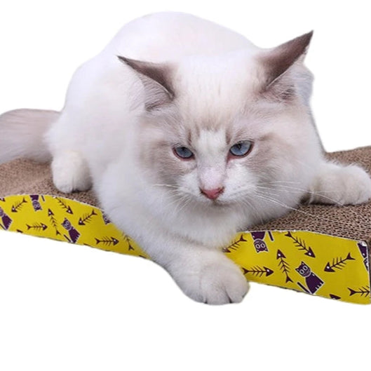 Chat Cartonne'