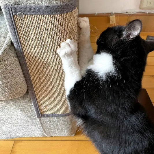Chat Griffe'